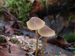 Mycena viridimarginata