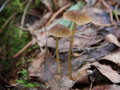 Mycena viridimarginata