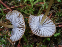 Mycena viridimarginata