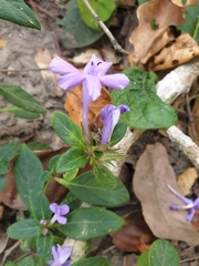 Barleria cristata