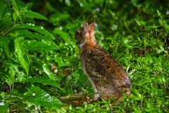 Sylvilagus gabbi