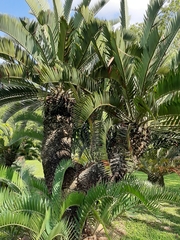 Encephalartos longifolius