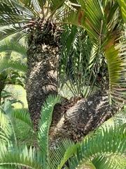 Encephalartos longifolius