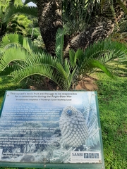 Encephalartos longifolius