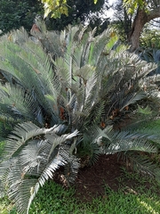 Encephalartos lehmannii