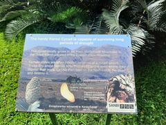 Encephalartos lehmannii