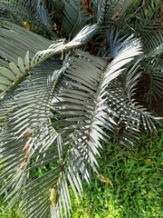 Encephalartos lehmannii