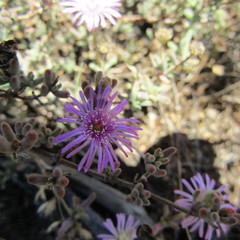 Drosanthemum hispidum