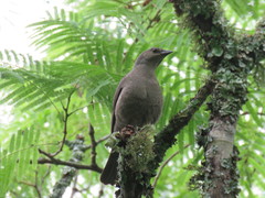 Molothrus bonariensis