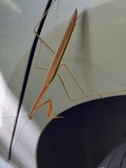 Tenodera superstitiosa