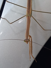 Tenodera superstitiosa