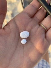 Echinoneus cyclostomus