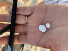 Echinoneus cyclostomus