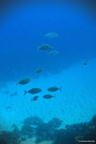Barcheek trevally (Carangoides plagiotaenia) — Carangidae