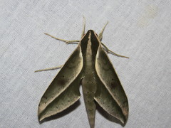 Xylophanes amadis
