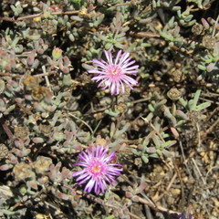 Drosanthemum hispidum