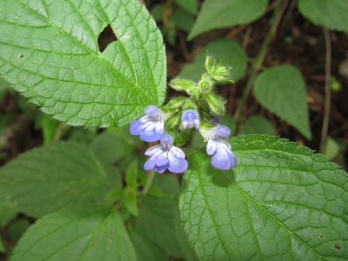 Image of Salvia rypara by (c) Nicolas Olejnik, some rights reserved (CC BY)