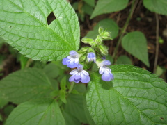 Salvia rypara