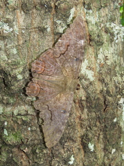 Ascalapha odorata