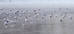 Larus argentatus