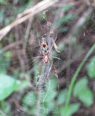 Trichonephila clavipes