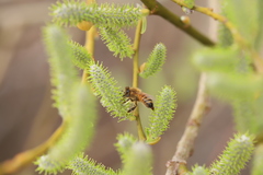 Salix schwerinii