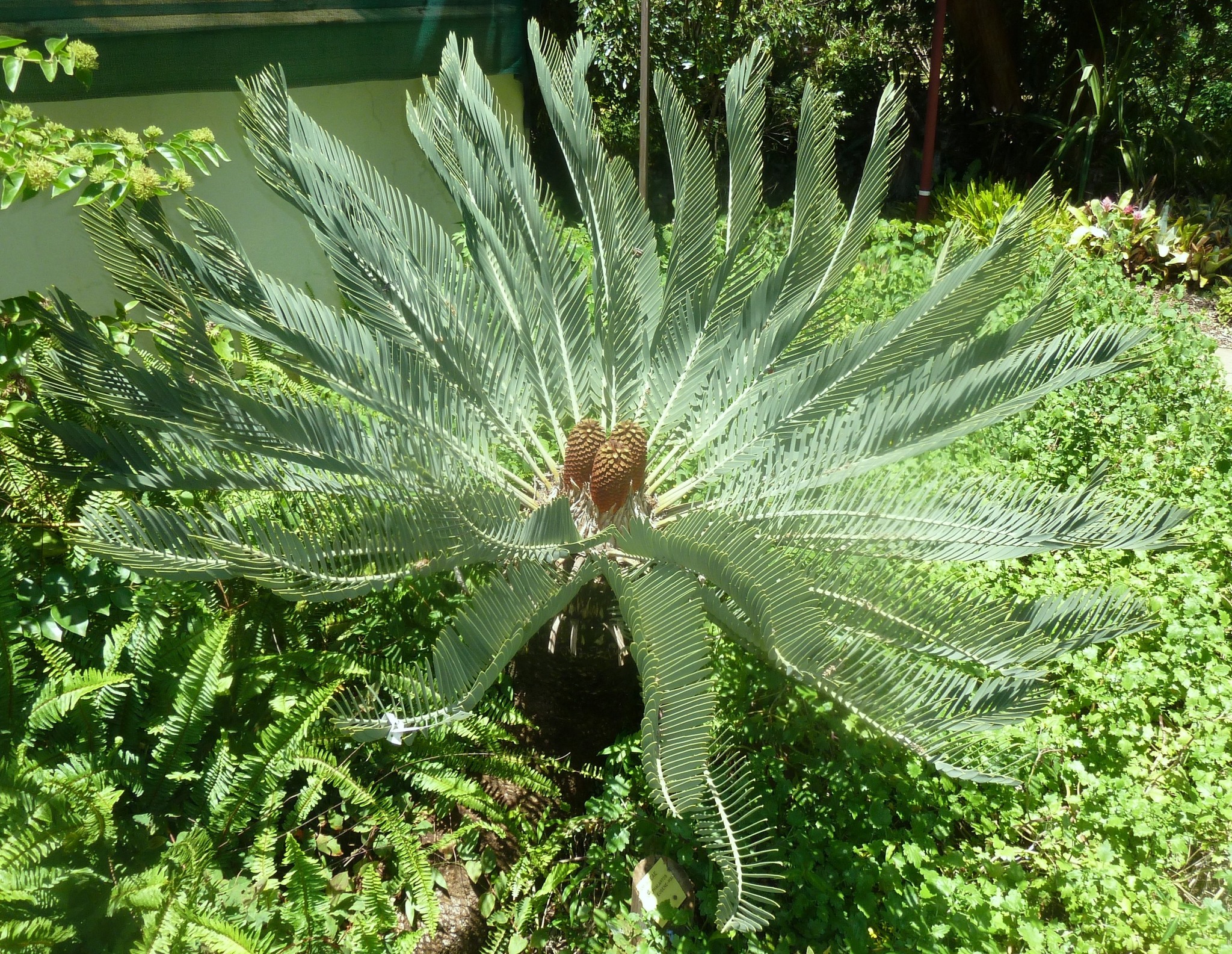 Encephalartos eugene-maraisii