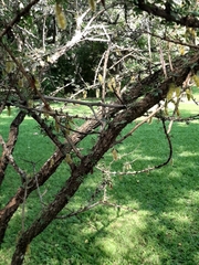 Ormocarpum trichocarpum