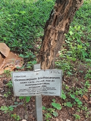 Ormocarpum trichocarpum