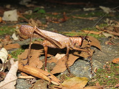 Monocerophora