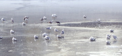 Larus argentatus