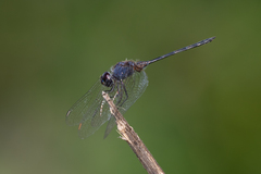 Trithemis hecate