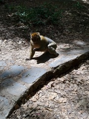 Macaca sylvanus