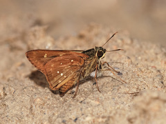 Pithauria marsena