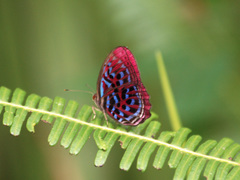 Paralaxita damajanti
