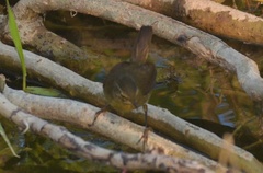 Phylloscopus fuligiventer