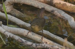 Phylloscopus fuligiventer