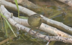 Phylloscopus fuligiventer