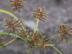 Cyperus orthostachyus