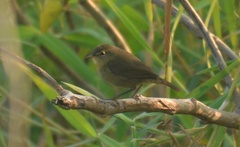 Phylloscopus fuligiventer