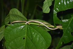 Oxybelis rutherfordi