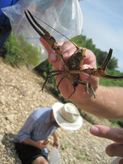 Faxonius longidigitus