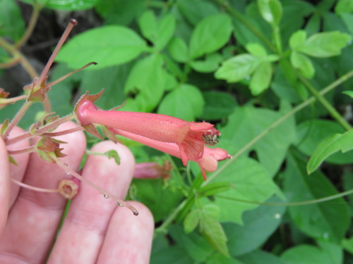 Sinningia warmingii