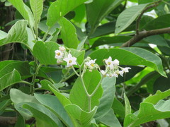 Solanum riparium