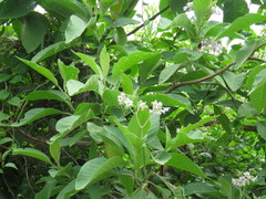 Solanum riparium