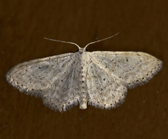 Idaea palaestinensis