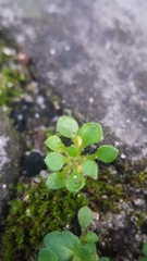 Saxifraga tridactylites