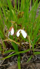 Eulophia ovalis