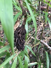Magnolia insignis
