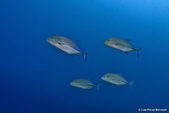 Bluefin Trevally photo 5